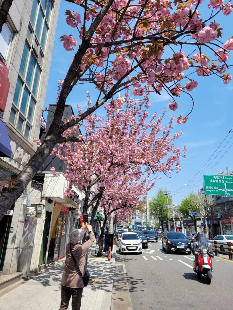 période printemps corée