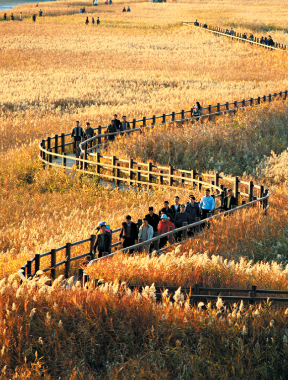 Suncheon Bay Reeds Festival