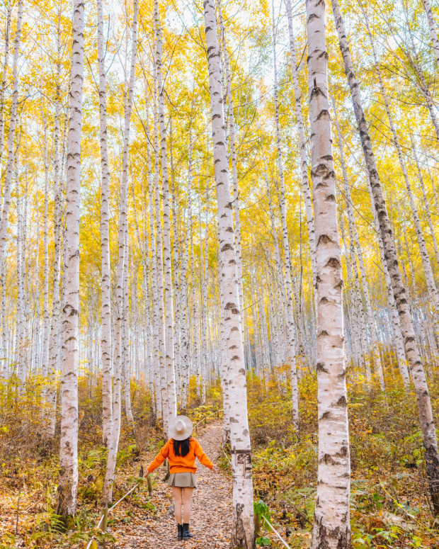 Wondae-ri Birch Forest