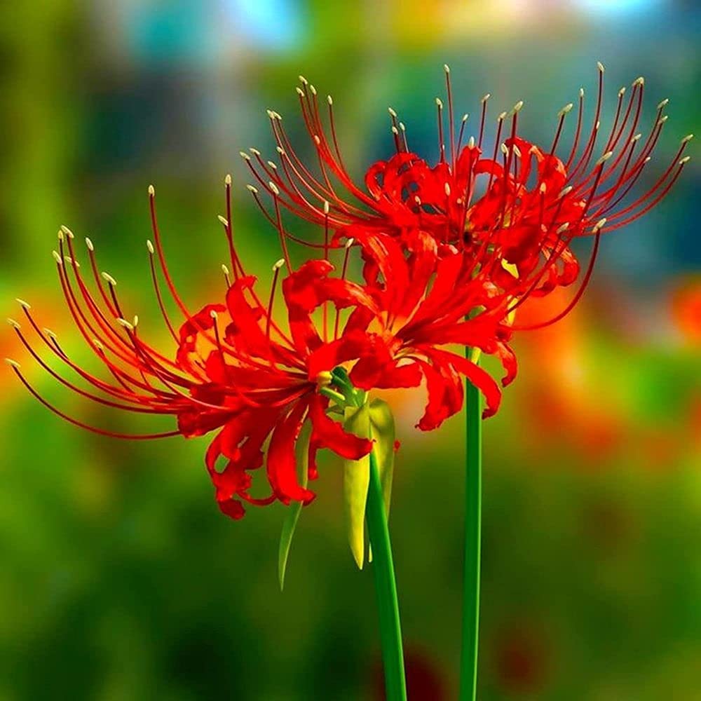 lycoris rouge